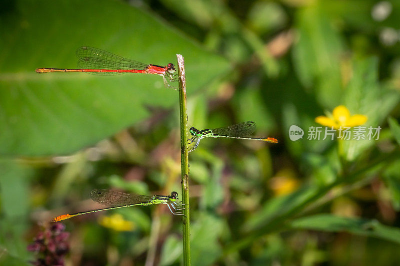 变枝或针状枝，(Agriocnemis femina)，豆娘，钩翅目。